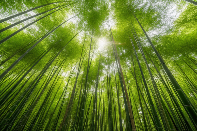 夏日竹林竹海阳光投射的绿色竹子,高清,摄影图,摄影图片,图片大全,摄影图免费下载